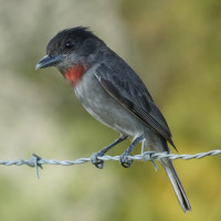 Rose-throated Becard